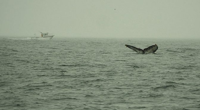 Featured Photographer: Nancy Wessels