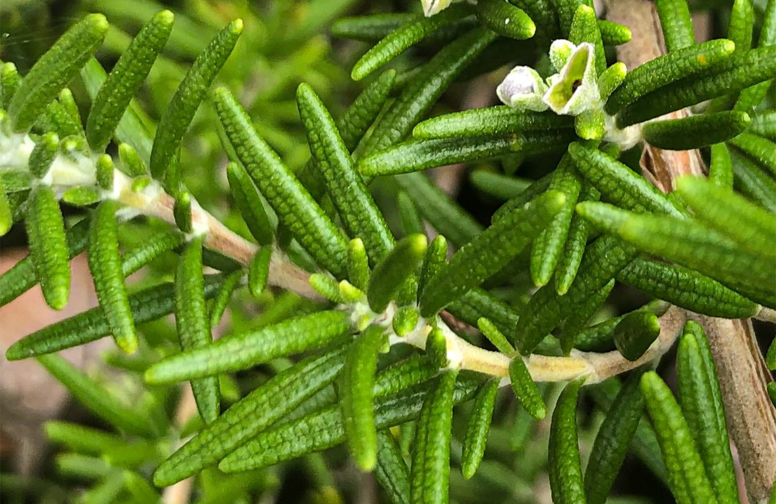 The Smell of Rosemary Blog